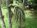 toddy palm